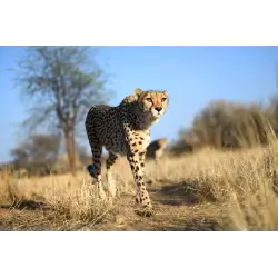 Obiektyw  Nikon NIKKOR Z 70-200mm f/2.8 VR S | cena zawiera rabat natychmiastowy 1700 zł