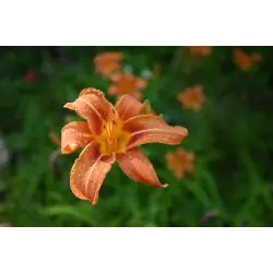 Obiektyw  Nikon Nikkor Z 17-28mm f/2.8 | cena zawiera rabat natychmiastowy 850 zł