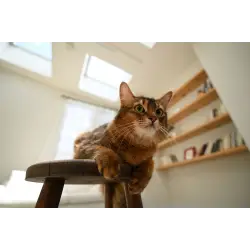 Obiektyw  Nikon Nikkor Z 17-28mm f/2.8 | cena zawiera rabat natychmiastowy 850 zł