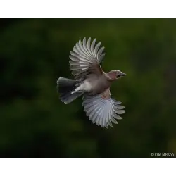Obiektyw  Sony FE 28-70mm f/2 GM