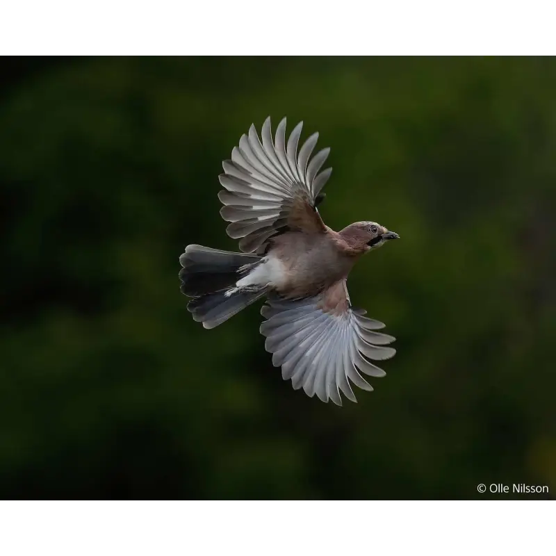 Obiektyw  Sony FE 28-70mm f/2 GM