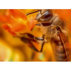 Obiektyw do zdjęć makro 100mm do iPhone