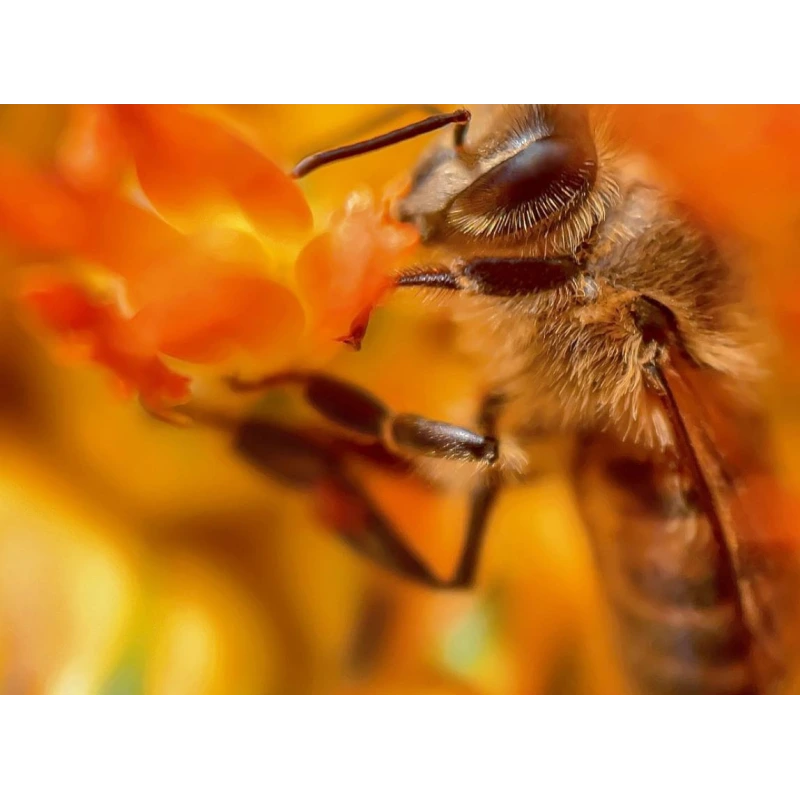 Obiektyw do zdjęć makro 100mm do iPhone