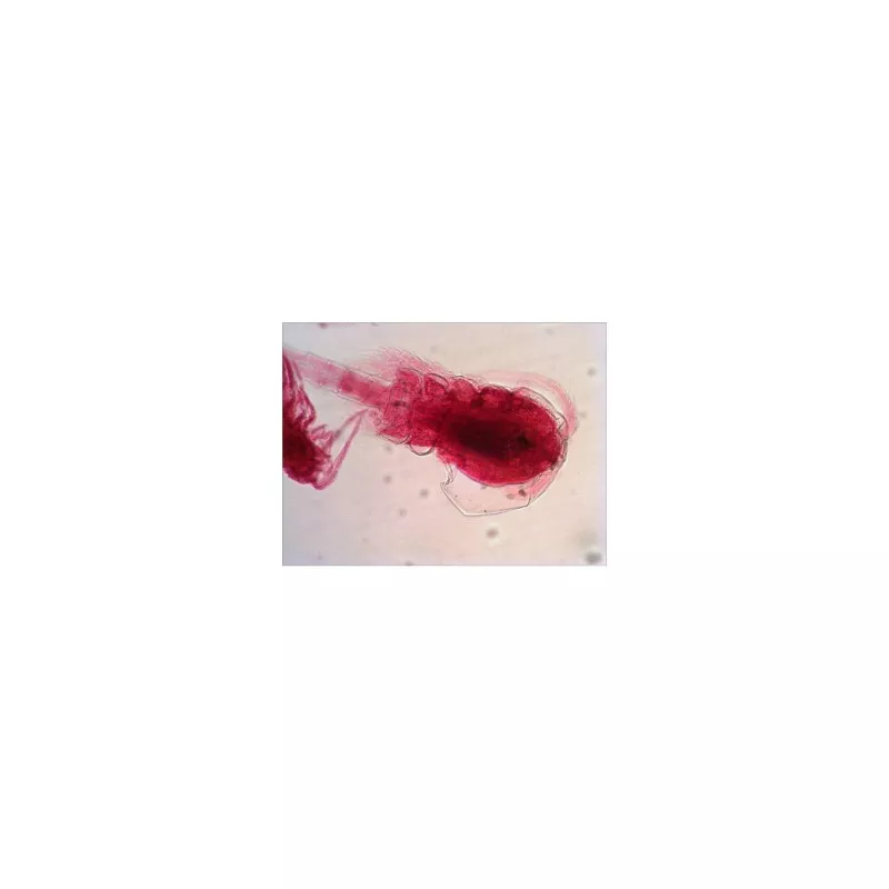 Levenhuk N38 NG zestaw gotowych preparatów