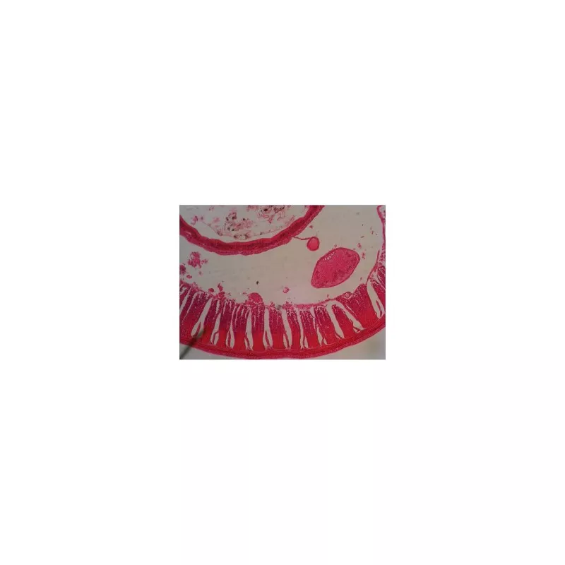 Levenhuk N38 NG zestaw gotowych preparatów