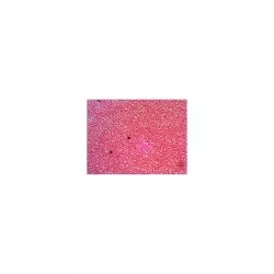 Levenhuk N38 NG zestaw gotowych preparatów