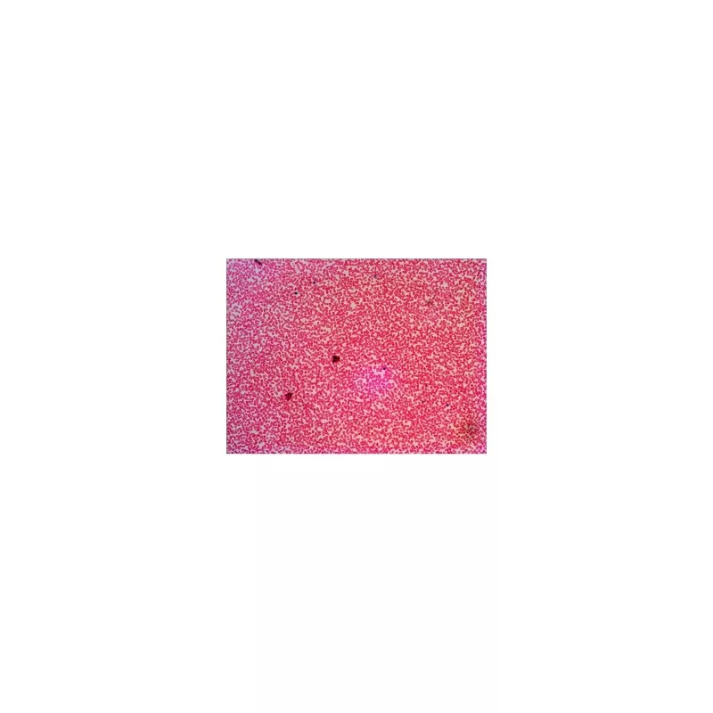 Levenhuk N38 NG zestaw gotowych preparatów