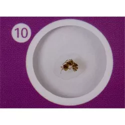 Levenhuk LabZZ C12 zestaw preparatów zwierzecych