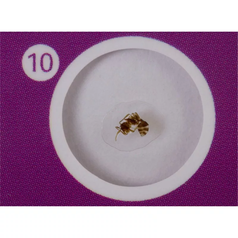 Levenhuk LabZZ C12 zestaw preparatów zwierzecych