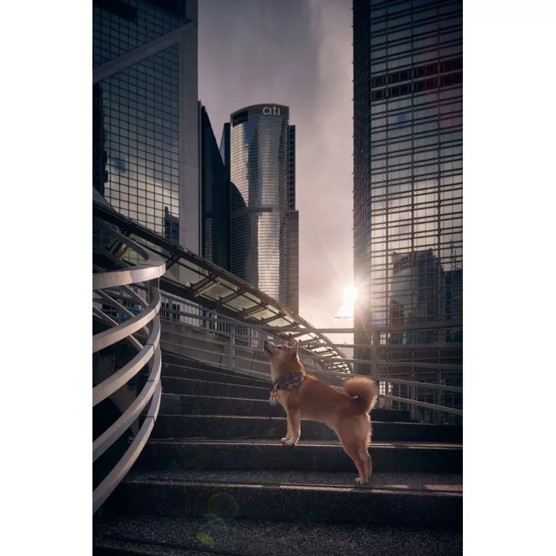 Adapter bagnetowy Venus Optics Laowa Magic Shift Converter LW-MSC 1,4x - Nikon F / Nikon Z