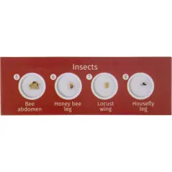 Levenhuk LabZZ C12 zestaw preparatów zwierzecych