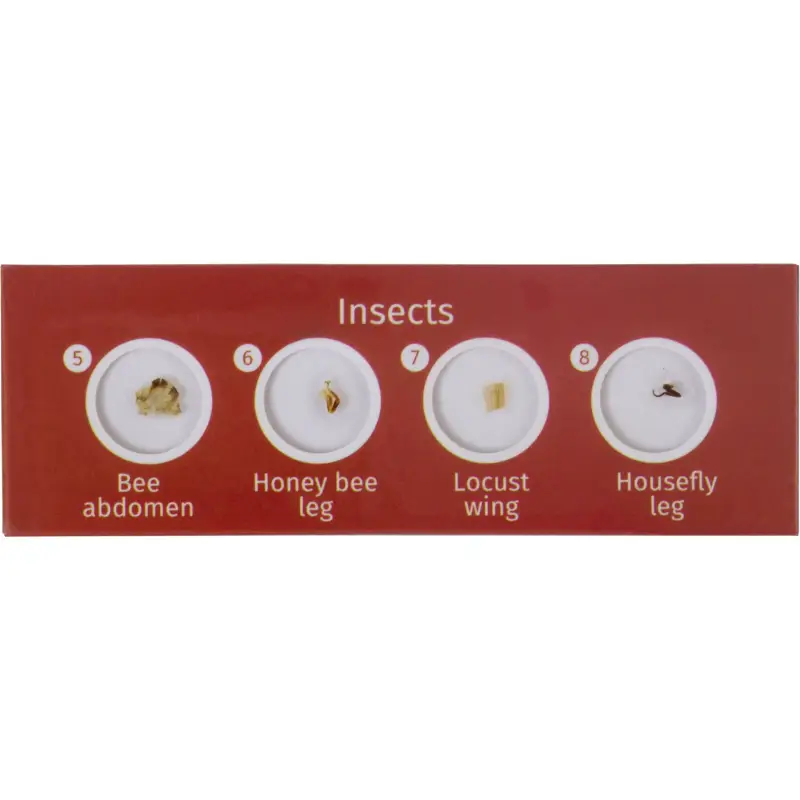 Levenhuk LabZZ C12 zestaw preparatów zwierzecych
