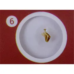 Levenhuk LabZZ C12 zestaw preparatów zwierzecych