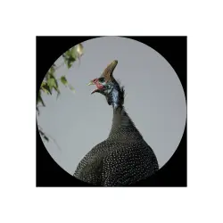 Canon Lornetka Optyczna 10x30 IS II