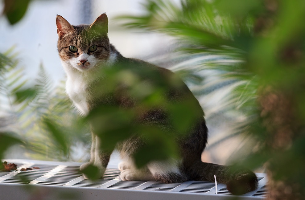 Samyang VDSLR 135mm t2.2